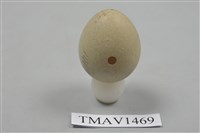 藏品(鳥卵)的圖片